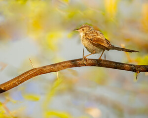 A Graceful Prinia resting on a bush tree