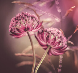Obraz premium Różowe kwiaty - Jarzmianka