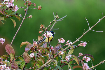 Fototapeta premium Black tit on a branch with flowers