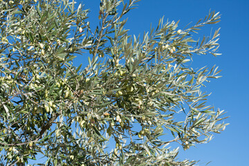 Ramas de olivo con aceitunas verdes madurando