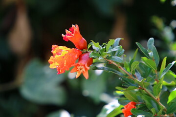 Pomegranates ripen on trees in a city park in northern Israel.