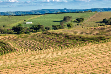 Fototapeta premium View of a peanut plantation on a farm in the rural area in Sao Paulo state; The region is one of the largest producers of this legume in Brazil