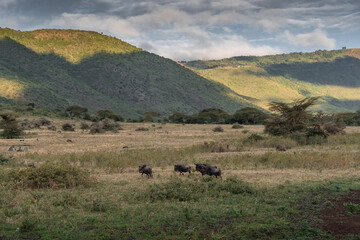 Ngorongoro Crater National Park. Safari in Tanzania, Africa