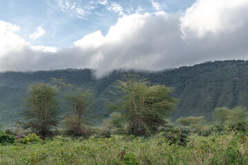 Fototapeta na wymiar Ngorongoro Crater. Safari in Tanzania, Africa
