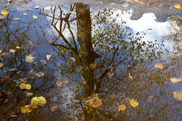 autumn leaves with sky and clouds reflekting in the water in the water