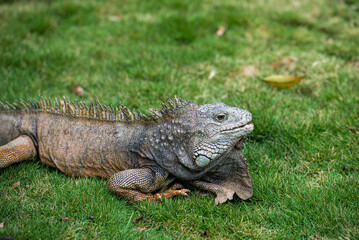 The relaxed life of the iguana in Guayaquil, Ecuador