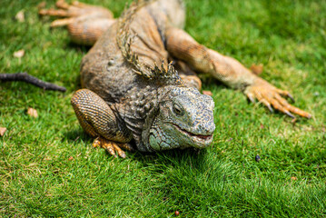 The relaxed life of the iguana in Guayaquil, Ecuador