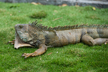 The relaxed life of the iguana in Guayaquil, Ecuador