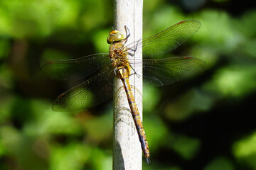 Closeup of a Green-eyed hawker, Norfolk Hawker (Aeshna isoceles) on a bamboo stick. Background a faded, shimy hedge. Family Aeshnidae. Dutch garden. June. 