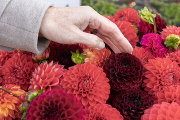 Woman's hand strokes a flower bouquet of dahlias