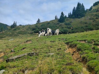 Kühe auf der Wiese in den Bergen