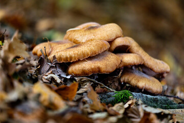 mushrooms on a tree