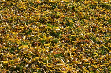 herbstlich verfärbte Blätter einer Krüppelweide 