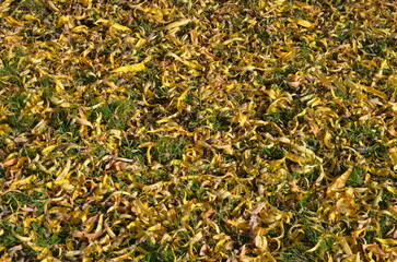 herbstlich verfärbte Blätter einer Krüppelweide 