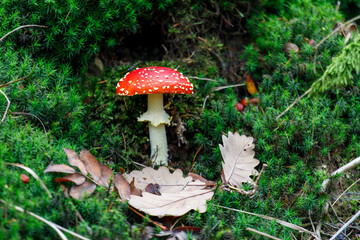 fly mushroom in forest - 543919849