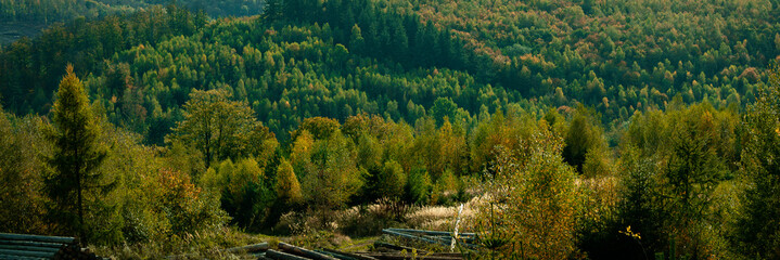 Dark green forest landscape - 543920071