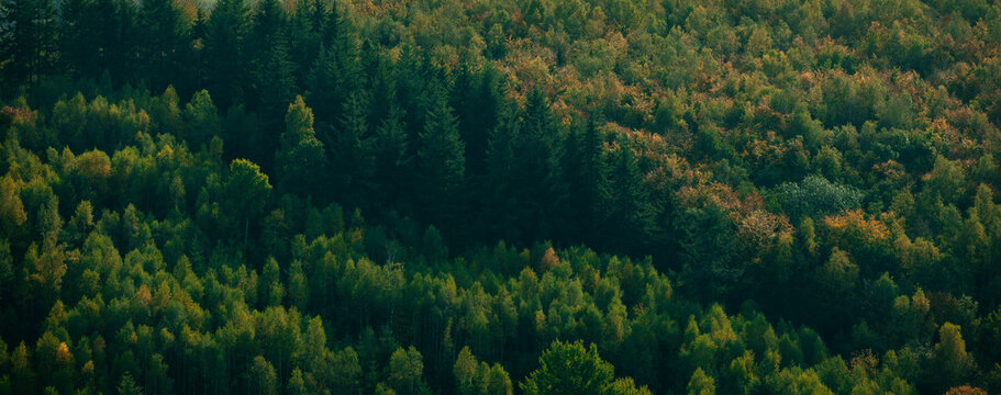 Dark green forest landscape