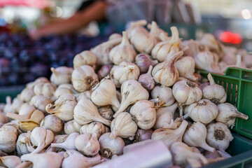 Packs of garlic bulbs with purple stripes on display at local food market, closeup detail