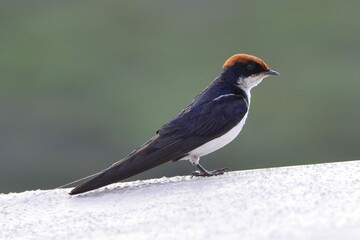 Portrait of a wire-tailed swallow, Chobe NP