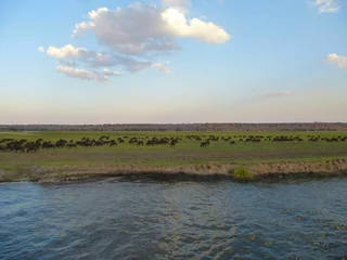 Foto op Canvas Herd of african buffalo at the Chobe National Park © Christian