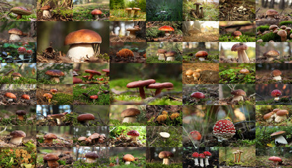 Collage with photos of different wild mushrooms in forest