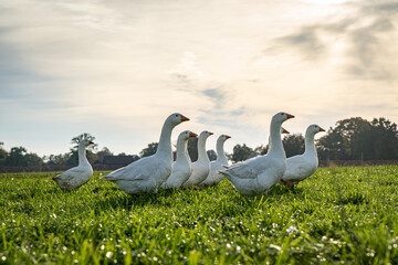 Freilaufende Gänse auf einer Gänsewiese. © Countrypixel