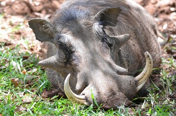 Close-up of a common warthog, Victoria Falls
