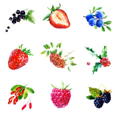 Watercolor illustration, set. Rowan, strawberries, blackberries, blueberries, currants, barberries, raspberries on a branch, holly.