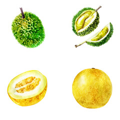 Watercolor illustration, set. Melon, half melon, lychee, half lychee. - 543921849