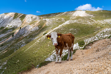 Fototapeta na wymiar Green pastures with cows in alpine meadows in the mountains. Dolomites. South Tyrol. Animals and nature. Blue sky. High mountains in summer.