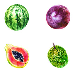 Watercolor illustration, set. Fruit. Watermelon, papaya, lychee, passion fruit.