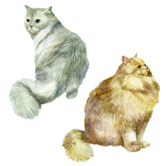Watercolor illustration, set. Images of cats. Beige and white fluffy cat.