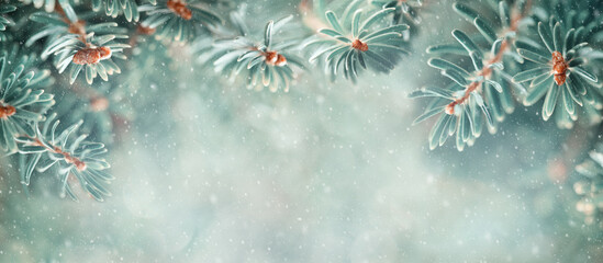 Beautiful Blue Fir Tree Branches in Snowy Forest. Christmas and Winter concept. Soft focus. Banner
