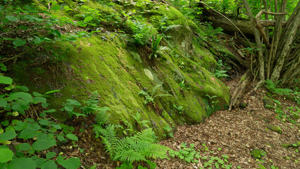 Moss-covered cobblestone in the green forest. Sochi, Lazarevskoe, Berendeevo kingdom