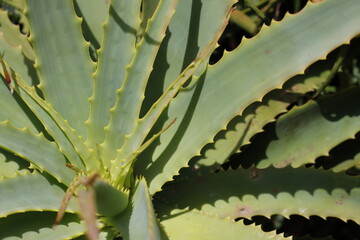 close up of cactus