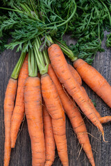Bunch of natural, organic carrots from the garden.