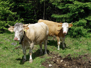 Two alpine cows on a mountain meadow.