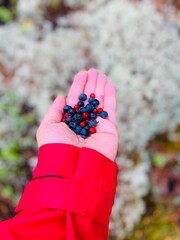hand holding red flower