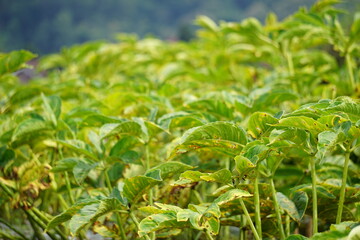 Amorphophallus oncophyllus (Also Amorphophallus, Iles-iles, Porang) with a natural background