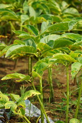 Amorphophallus oncophyllus (Also Amorphophallus, Iles-iles, Porang) with a natural background