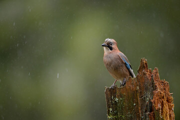 Wet Eurasian jay (Garrulus glandarius) in rain