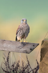 Kestrel (Falco tinnunculus) in Farmland