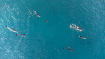 Dolphin drone overhead 2