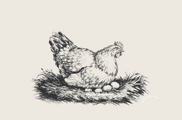Chicken in the Nest. Organic. Fresh. Farm. Eggs packaging design concept. Sketch Vector Hand drawn Illustration