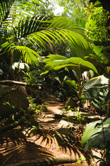 Tropical path in the Seychelles