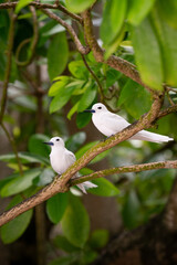 Pair of birds near Praslin in the Seychelles