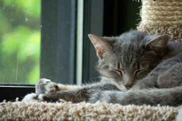 cat on a window sill