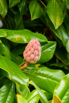 Flower Buds On A Tree Branch. Magnolia Virginiana