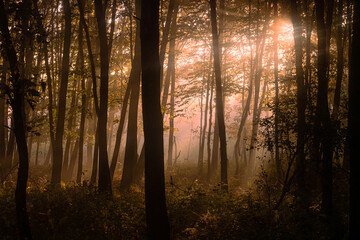 Promienie słońca we mgle © Leszek