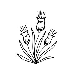 hand drawn botanical flower doodle element for floral design concept